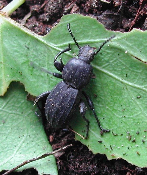 Coleoptera da Malta - Scaurus striatus